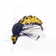 WASP-10